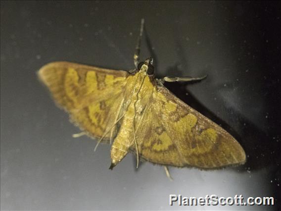 Crambid Snout Moth (Prenesta scyllalis)