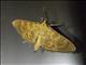 Crambid Snout Moth (Prenesta scyllalis)