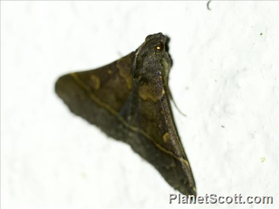 Crambid Snout Moth (Crambidae sp_co4)