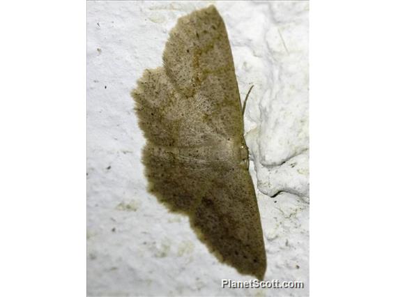 Geometer Moth (Glena sp)