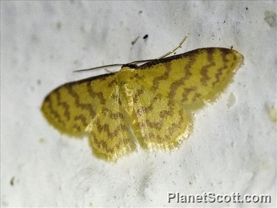 Geometer Moth (Idaea similinea)