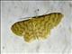 Geometer Moth (Idaea similinea)