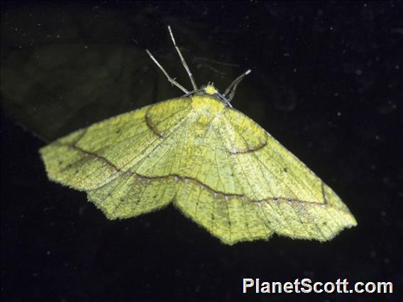 Geometer Moth (Destutia sp)