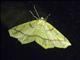 Geometer Moth (Destutia sp)