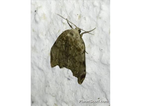 Erebid Moth (Erebidae sp)