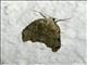 Erebid Moth (Erebidae sp)