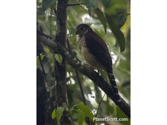 Barred Forest-Falcon (Micrastur ruficollis)