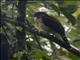 Barred Forest-Falcon (Micrastur ruficollis)