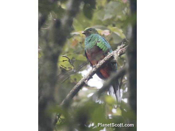 White-tipped Quetzal (Pharomachrus fulgidus)