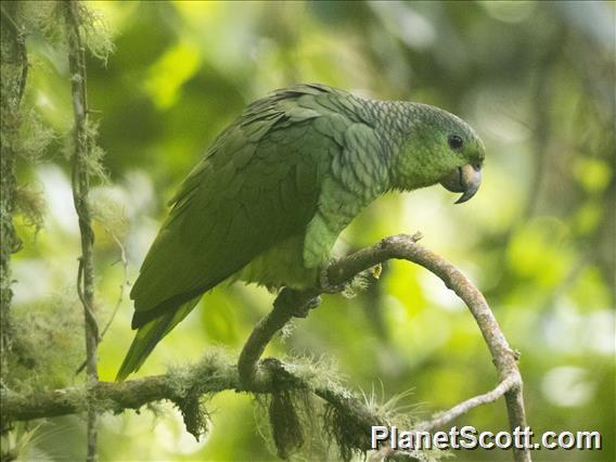 Scaly-naped Parrot (Amazona mercenarius)