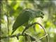 Scaly-naped Parrot (Amazona mercenarius)