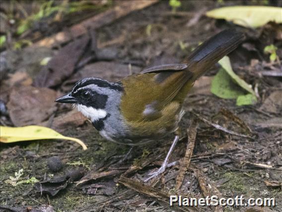 Sierra Nevada Brushfinch (Arremon basilicus)