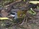 Sierra Nevada Brushfinch (Arremon basilicus)