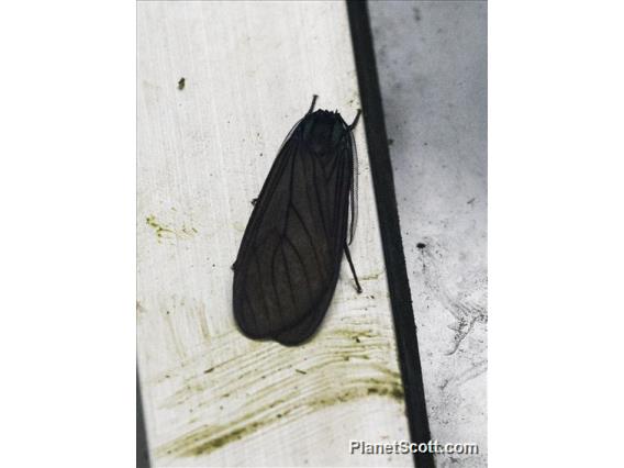 Tiger Moth (Erebidae sp)