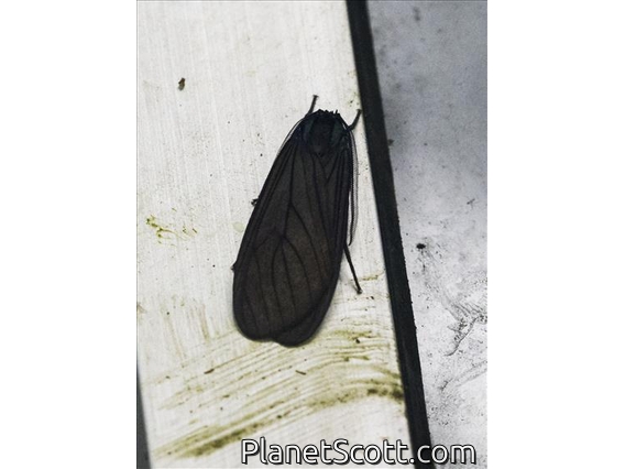 Tiger Moth (Opharus sp)