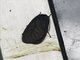 Tiger Moth (Opharus sp)