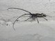 Longhorn Beetle (Taeniotes antonkozlovi)