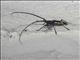 Longhorn Beetle (Taeniotes scalatus)