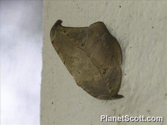 Geometer Moth (Oxydia platypterata)