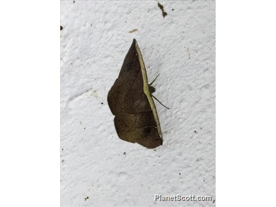 Geometer Moth (Cimicodes clisthena)