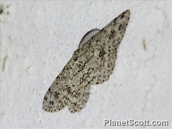 Geometer Moth (Hymenomima sp)