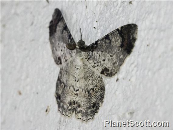 Geometer Moth (Epimecis puellaria)