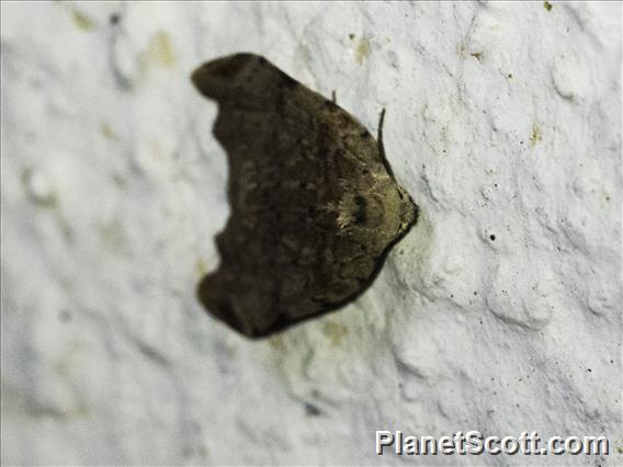 Underwing Moth (Erebidae sp)