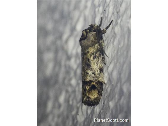 Underwing Moth (Erebidae sp)