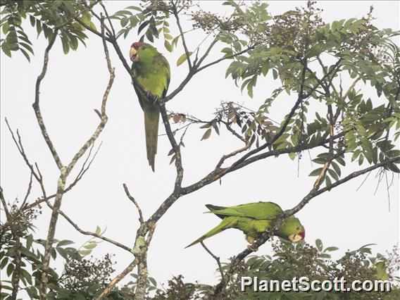 Scarlet-fronted Parakeet (Psittacara wagleri)