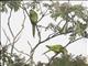 Scarlet-fronted Parakeet (Psittacara wagleri)