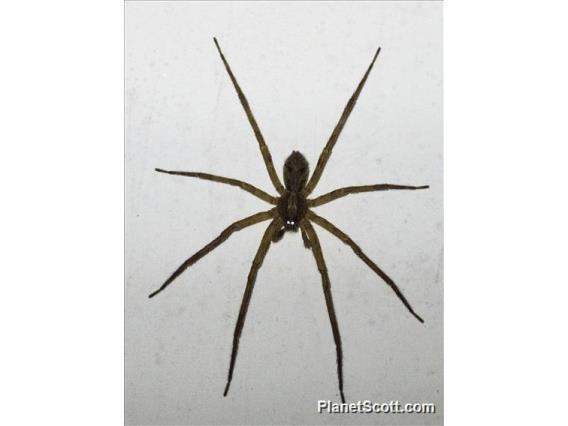 Nursery Web Spider (Pisauridae sp)