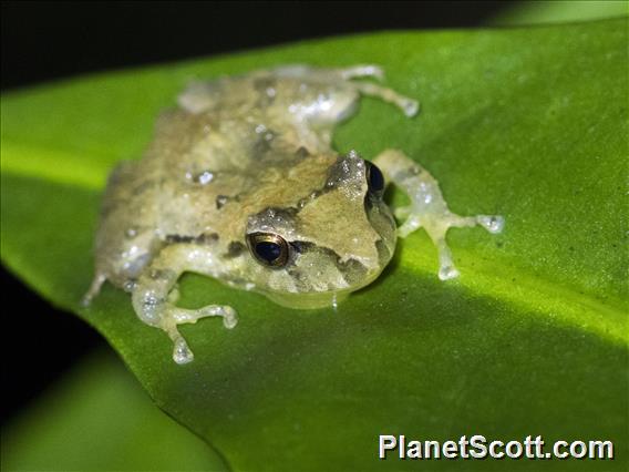 Terrestrial-breeding Frog (Serranobatrachus sp)