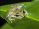 Terrestrial-breeding Frog (Serranobatrachus sp)