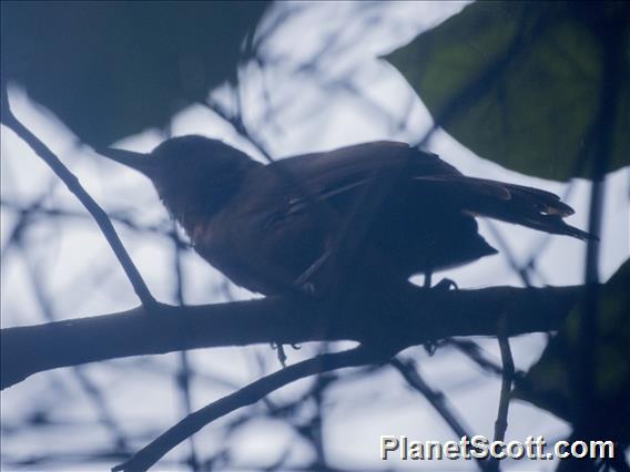 Santa Marta Foliage-gleaner (Clibanornis rufipectus)