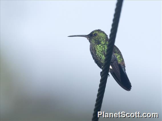 Steely-vented Hummingbird (Saucerottia saucerottei)