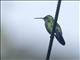 Steely-vented Hummingbird (Saucerottia saucerottei)