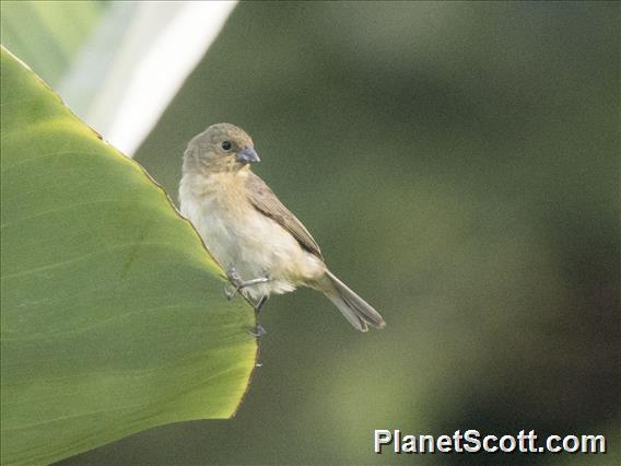 Dull-colored Grassquit (Asemospiza obscura)