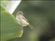 Dull-colored Grassquit (Asemospiza obscura)