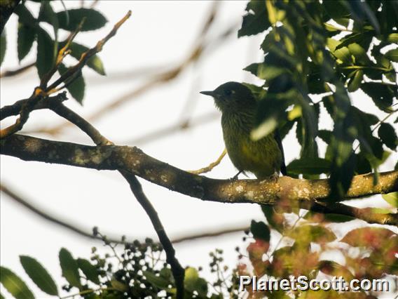 Olive-striped Flycatcher (Mionectes galbinus)