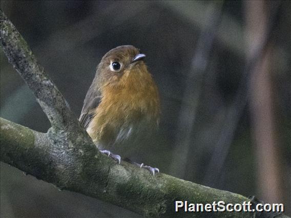 Rusty-breasted Antpitta (Grallaricula ferrugineipectus)