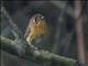 Rusty-breasted Antpitta (Grallaricula ferrugineipectus)