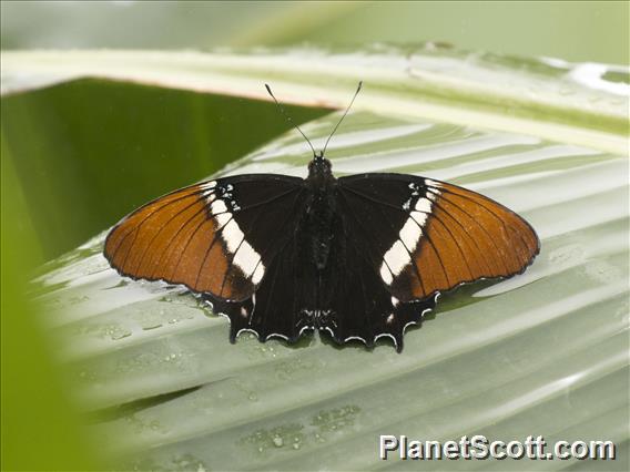 Rusty-tipped Page (Siproeta epaphus)