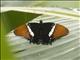 Rusty-tipped Page (Siproeta epaphus)