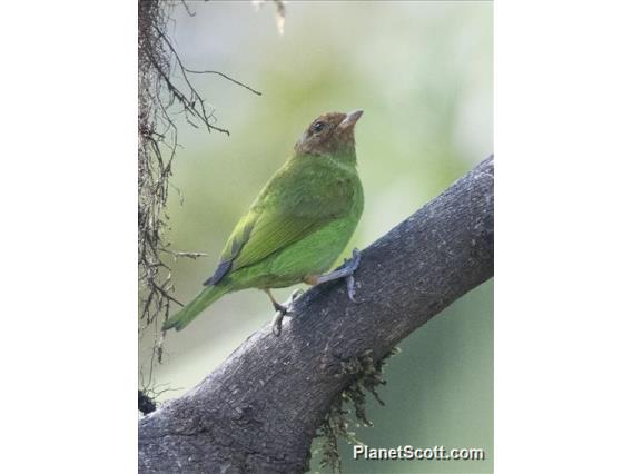 Bay-headed Tanager (Tangara gyrola)