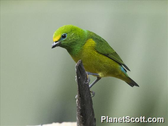 Blue-naped Chlorophonia (Chlorophonia cyanea)