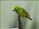 Blue-naped Chlorophonia (Chlorophonia cyanea)