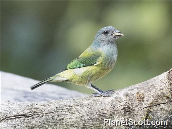 Black-headed Tanager (Stilpnia cyanoptera) - Female