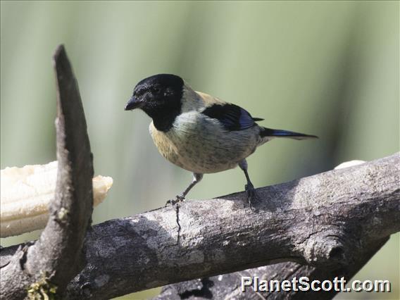 Black-headed Tanager (Stilpnia cyanoptera) - Male