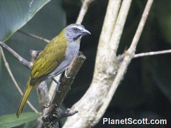 Buff-throated Saltator (Saltator maximus)