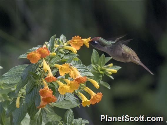 Santa Marta Blossomcrown (Anthocephala floriceps)